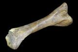 Juvenile Hadrosaur (Edmontosaurus) Tibia - Montana #87019-4